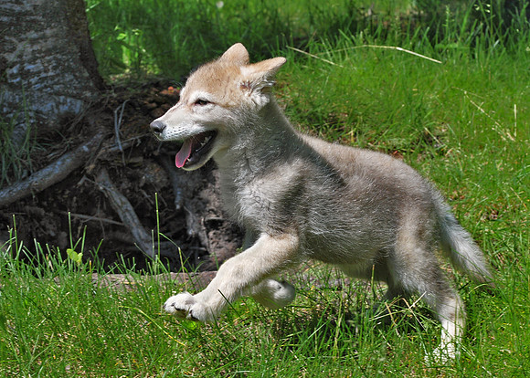 Grey wolf pup frolicking in the spring grass.