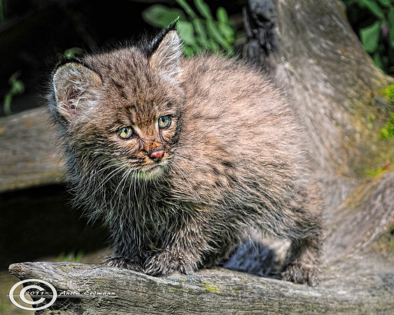Bobcat kitten