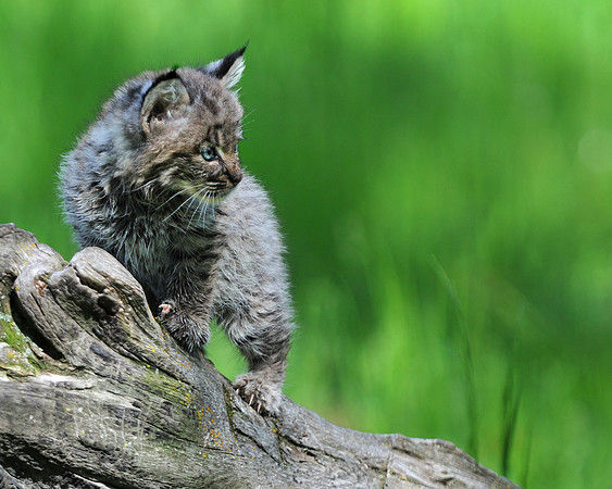 Bobcat Kitten