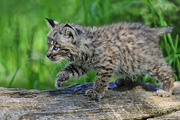 Bobcat kitten on the prowl.All of the shots that I've keyworded with Triple D have been taken at the Triple D Game Reserve in Kalispell Montana, some others that don't have that keyword have been take