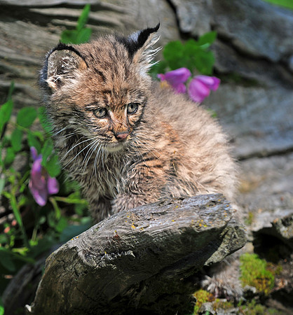 Bobcat kitten