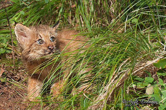 Canadian Lynx kitten.