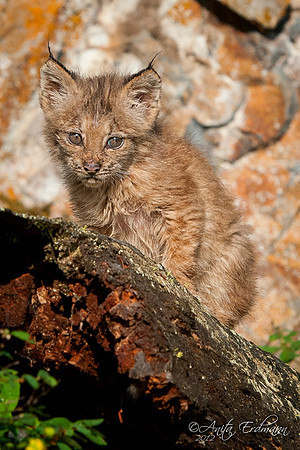 Canadian Lynx kitten