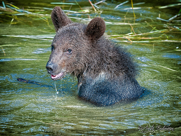 10 August 2012Bruno the baby grizzly playing in the water at Triple D Game Farm in Kalispell, Montana.Comments and Critiques Welcome.