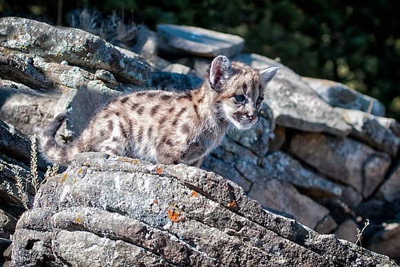 Mountain Lion, CA
