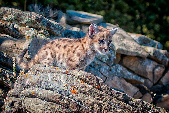 Mountain Lion, CA