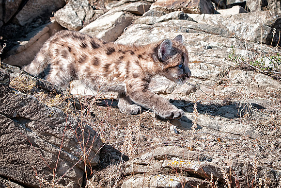 Mountain Lion, CA