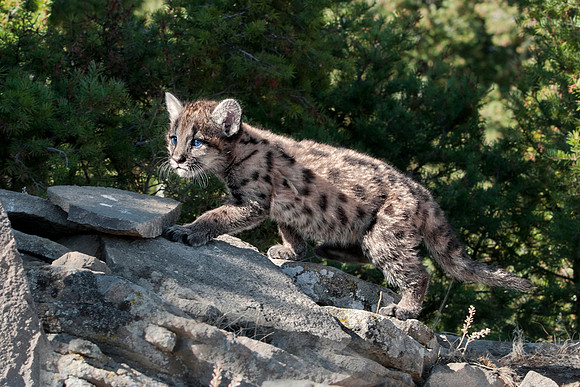 Mountain Lion, CA