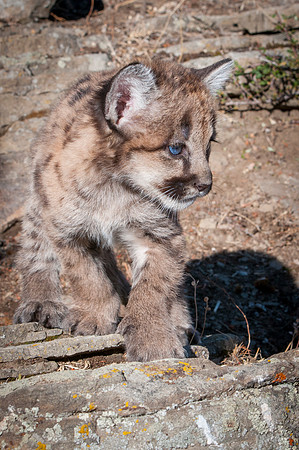 Mountain Lion, CA
