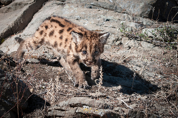 Mountain Lion, CA