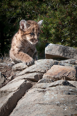 Mountain Lion, CA