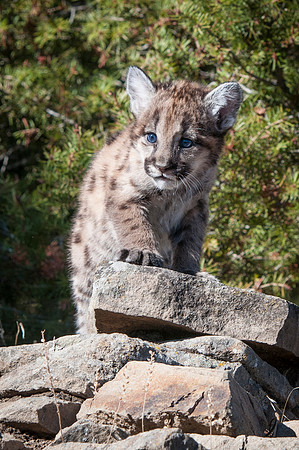 Mountain Lion, CA
