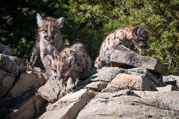 Mountain Lion, CA