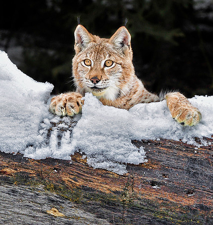 Lynx, CA
