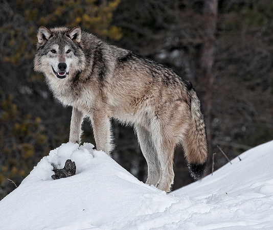Wolf, CA