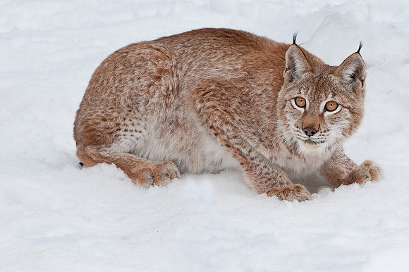 Lynx, CA