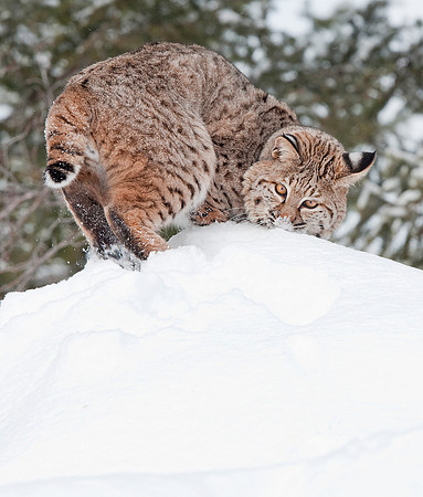 Bobcat, CA