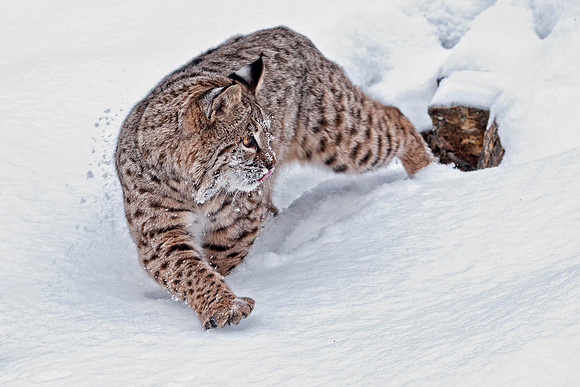 Bobcat, CA