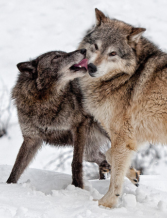 Wolf, CA