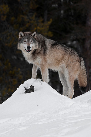 Wolf, CA