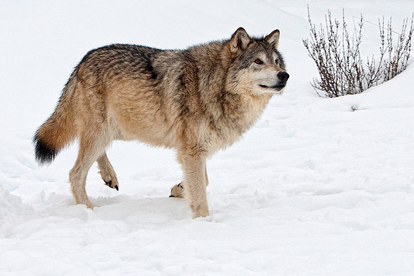 Wolf, CA