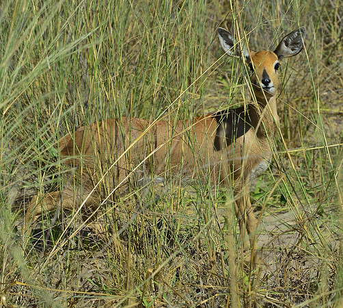 Steenbok