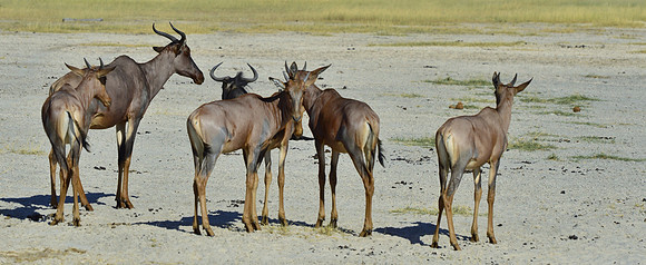 Tsessebe