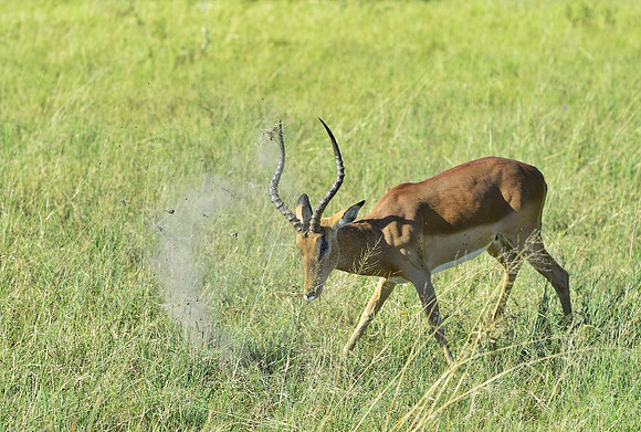 Impala