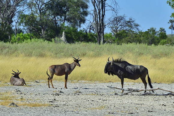 Tsessebe and Gnu (Wildebeest)