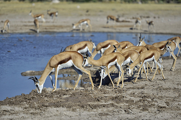 Springbok