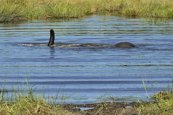 Elephant snorkling