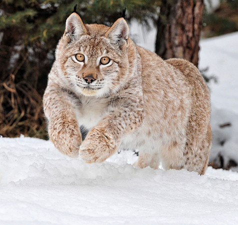Lynx, CA