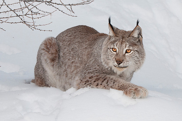 Lynx, CA