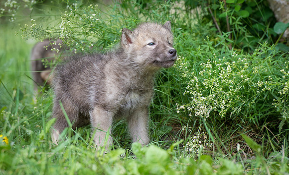 Wolf Pup, CA