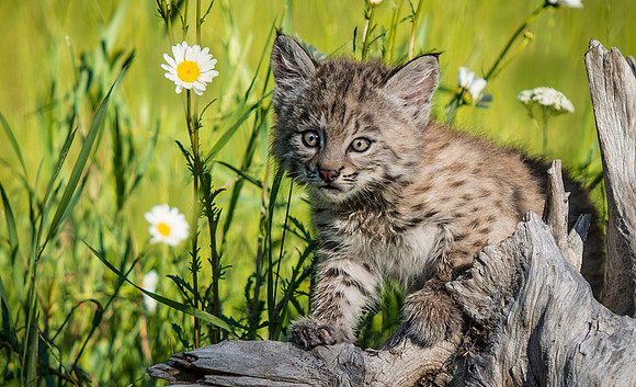 Bobcat, CA