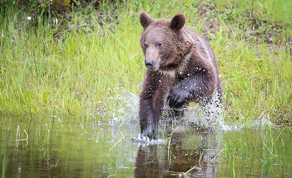 Grizzly, CA