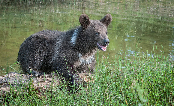 Grizzly, CA