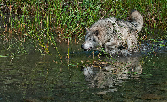 Wolf, CA