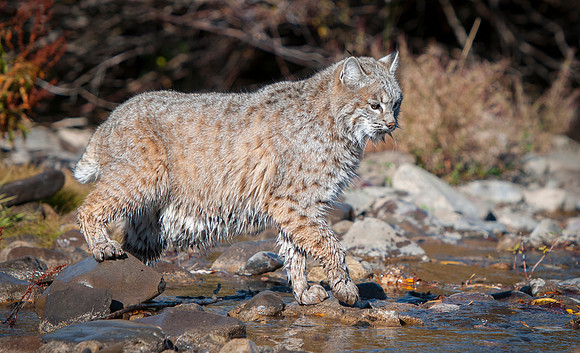 Bobcat, CA