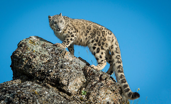 Snow Leopard, CA