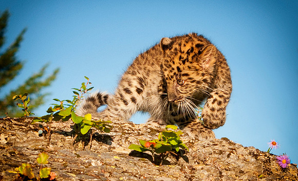 Amur Leopard, CA  Triple D Game Farm