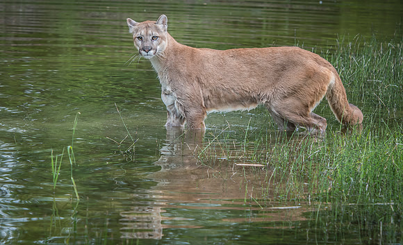 Mountain Lion, CA