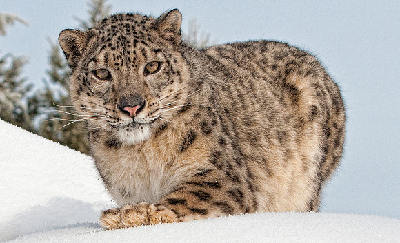 Snow Leopard, CA