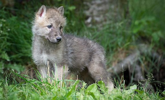 Wolf, CA
