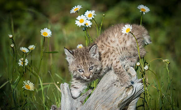Bobcat Kitten, CA