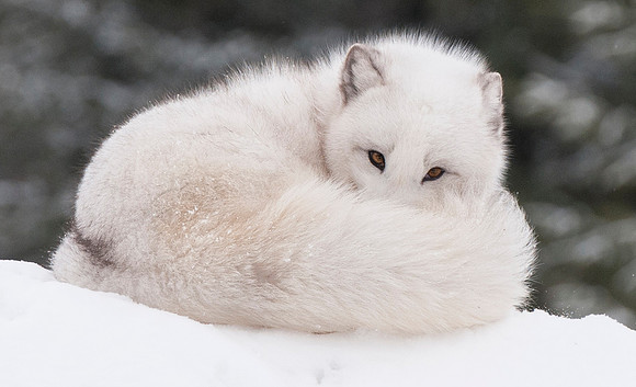 Arctic Fox, CA