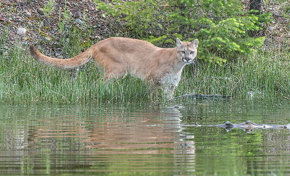 Mountain Lion, CA