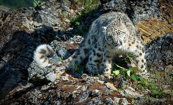Snow Leopard, CA
