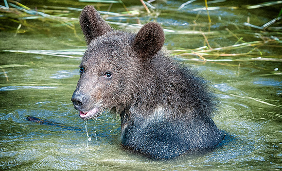 Grizzly, CA
