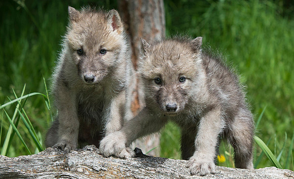 Wolf, CA